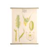 Botanical Poster Volk Und Wissen Volkseigener Verlag