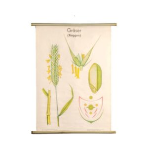 Botanical Poster Volk Und Wissen Volkseigener Verlag