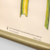 Botanical Poster Volk Und Wissen Volkseigener Verlag