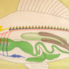 Vintage Marine Biology Poster By Volk Und Wissen Volkseigener Verlag