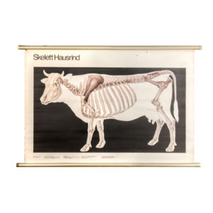 Biology Poster Volk Und Wissen Volkseigener Verlag, 1982