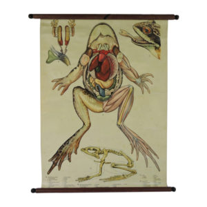 Pull Down Wall Chart of frog Anatomy, 1970s