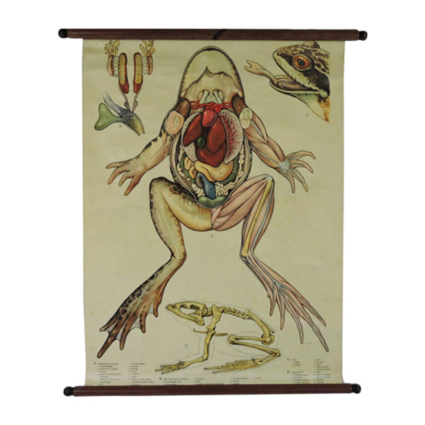 Pull Down Wall Chart of frog Anatomy, 1970s