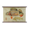 Pull Down Wall Chart of Perch Anatomy, 1970s