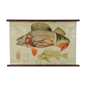 Pull Down Wall Chart of Perch Anatomy, 1970s