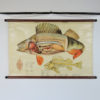 Pull Down Wall Chart of Perch Anatomy, 1970s
