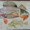 Pull Down Wall Chart of Perch Anatomy, 1970s