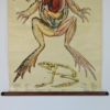 Pull Down Wall Chart of frog Anatomy, 1970s