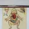 Pull Down Wall Chart of frog Anatomy, 1970s