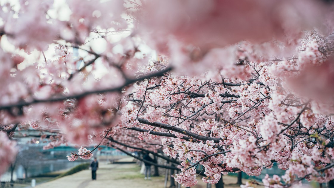 Japan : when the beautiful meets the useful