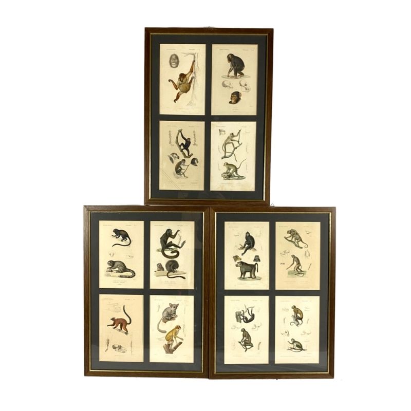 Monkeys and Lemur studies, Set of 3 framed panels with 12 engravings from “Le Règne Animal” Georges Cuvier, France 1816