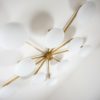Cosmos Stella Collection