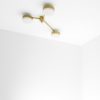 Syzygy Celeste Collection Syzygy Celeste Collection