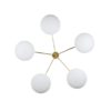 Daisy Stella Collection Daisy Stella Collection