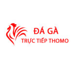 Đá Gà Trực Tiếp Thomo Hôm Nay