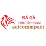 Đá Gà Trực Tiếp Thomo Hôm Nay